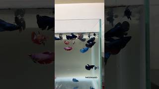 Betta females available at hyderabad allinteresting egg loaded females [upl. by Gilroy]