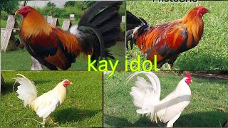 Episode 03 Back Yard Beautiful Bloodlines Of Roosters kagwapo TV [upl. by Nala]