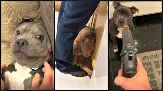 Pitbulls Being funny and cute EP4  Funny and Cute Pitbull Compilation [upl. by Asteria]