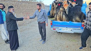 Charms of village life Babak sells old sheep and brings young goats to the village [upl. by Uund171]