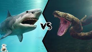 MEGALODON VS TITANOBOA  What Would Have Happened if They Had Fought [upl. by Proudfoot548]