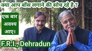 345 बांस का रहस्य  वन अनुसंधान संस्थान के साथ। FRI Dehradun [upl. by Bausch]