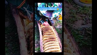 Extreme Honeycomb harvesting 🍯Harvesting honey from beehive 🐝 EP124 trending shorts satisfying [upl. by Anpas]