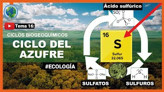 ♻️Ciclo del Azufre S explicación fácil de entender y bacterias que usan el azufre ecologia🍃 [upl. by Durware587]