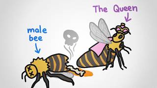 Why There Are No King Bees [upl. by Nuhsal]