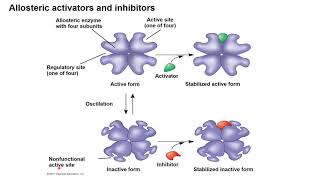 Enzymes Regulation of Enzyme Activity Allosteric site Allosteric Activators amp Inhibitors [upl. by Zackariah573]