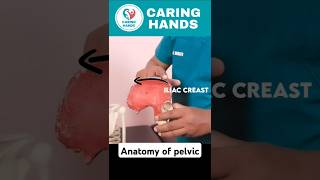 The Anatomy Of Pelvis☠️ pelvic anatomy humananatomy medicalscience healthcare shorts ytshorts [upl. by Blader]