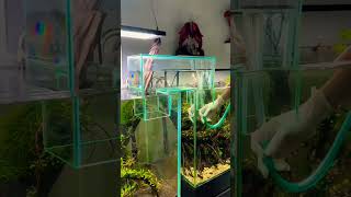 Pathway through two tanks🥰💯fish aquarium shorts viralvideo pathway shortfeed pets new [upl. by Filipe183]