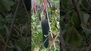 Winter melon harvest rurallife agriculture newfarmersPlan 2024 [upl. by Hertzfeld]