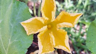 How To Hand Pollinate Squash [upl. by Elma]