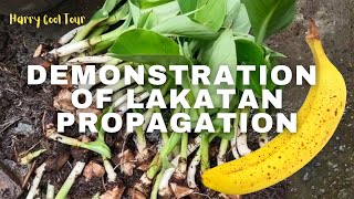 How to propagate Lakatan Banana demonstration  Harry Cool Tour [upl. by Notsua618]