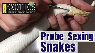 How to Probe Sex Snakes [upl. by Euqinom]