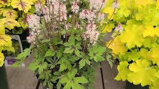 Tiarella Spring Symphony Foamflower  Wonderful NATIVE Ground Cover for Shady Sites [upl. by Cappello]