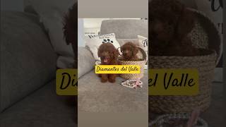 Caniches MinisToy 🐾❤️ Crianza legal shortvideo canichetoy [upl. by Otinauj877]