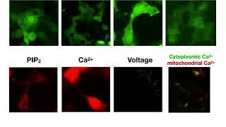 Live Cell Assays [upl. by Feer433]