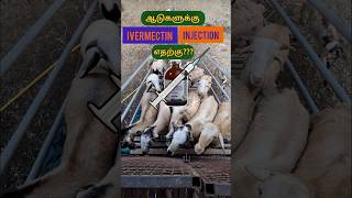 🐐ஆடுகளுக்கு Ivermectin ஊசி எதற்குபெருரோமம் வருவதற்கு காரணம்  அது ஆடுகளின் வளர்ச்சியை பாதிக்குமா 😱 [upl. by Jeffries252]