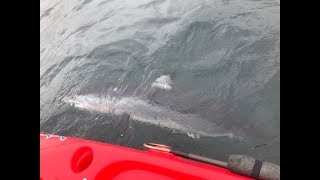 Kayak fishing yellowtail La Jolla California  mako shark encounter [upl. by Aufmann]