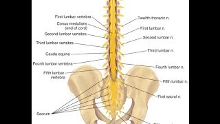 Cauda Equina Syndrome update [upl. by Yerahcaz201]