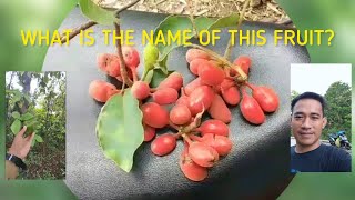 What is the name of this FruitSusong bakaUvaria rufacarabao teatsalagat ilocanonative fruits [upl. by Ikeda745]