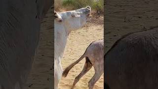 donkey animals shortsyoutube viralvideos pets [upl. by Riorsson]