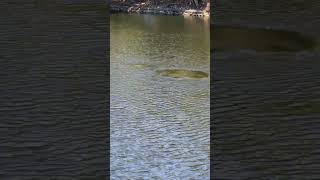 Manatee swimming fast in Miamis Biscayne Bay [upl. by Pattani]