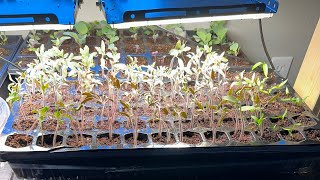 Trying to Help My Leggy Poor Color Tomato Seedlings [upl. by Alphonsa]