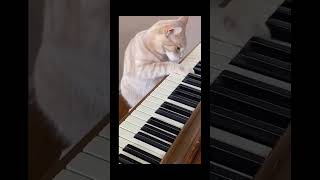 24funny cat pet catcat catshorts funnycats catvideos foryou fyp fypシ゚viral fypyoutube [upl. by Yecrad414]