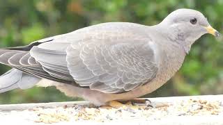 51323 Band Tailed Pigeon Highlight [upl. by Yliab532]