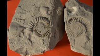 ⛏️ CHASSE AUX FOSSILES 1  Ammonites bivalve brachiopode  Sinémurien Jurassique Inf Normandie [upl. by Spector154]