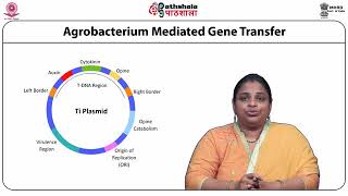 Agrobacterium mediated transformation [upl. by Lauritz]