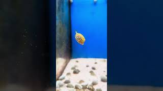 Yellow Boxfish boxfish cowfish reef life coral love fish reefkeeping saltwateraquariumcute [upl. by Vena]