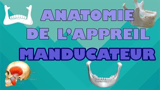 anatonie de lappareil manducateur [upl. by Ledoux]