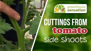 How To Take Cuttings From Tomato Side Shoots [upl. by Refanej]