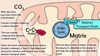 Acetyl CoA Formation [upl. by Barnum]