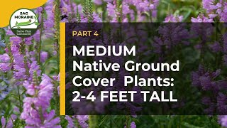 MEDIUM Native Ground Cover Plants 24 feet tall to Suppress Weeds [upl. by Messing558]