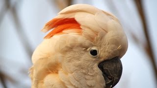 We meet beautiful moluccan cockatoo and he says hello [upl. by Erreip]