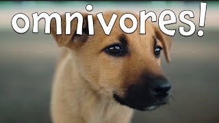 Omnivores Learning Omnivore Animals for Kids [upl. by Eikcir]