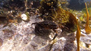 Camping Life Scotland  Dive St Abbs [upl. by Nylodnew]