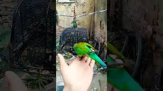 Mithuparrot remix music funk musica dj birds parrotmusic newmusicrelease [upl. by Borras]