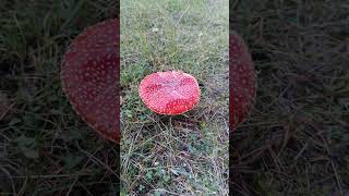 Zehirli Sinek Mantarı Amanita muscaria [upl. by Rehotsirhc]