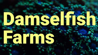 Damselfish Farm Algae using Mysis Shrimp in the Caribbean Sea [upl. by Plantagenet921]