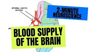 2Minute Neuroscience Blood Supply of the Brain [upl. by Yma]