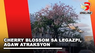 Cherry Blossom sa Legazpi agaw atraksyon [upl. by Deedee512]