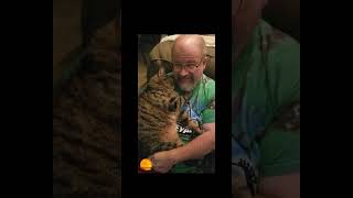 MorningswithMurray cat catvideos catlover humor sleepingcat viralshorts viral cuteness [upl. by Eelam]