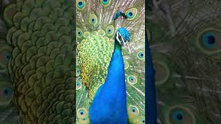 Peacock Calls  Peafowl Bird Sounds peacock birds [upl. by Mala708]