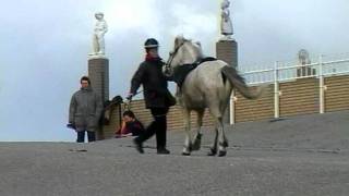 196 Icelandic horses on the beach  196 IJslandse paarden aan zee [upl. by Nylahsoj65]