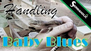 Handling Baby Blue Tongue Skinks  Ep 35 [upl. by Gareth]