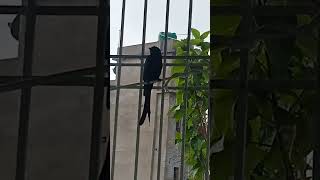 Drongo bird 🐦 cute 🥰 sound 😍birds birdsounds birdslover youtube youtubeshorts ytshortsindia [upl. by Cirederf460]