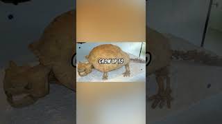 MeiolaniaGiant TortoiseExplained 🐢🛡️🌊 explainedscience dinosaufyplikecommentsubscribe [upl. by Oterol]