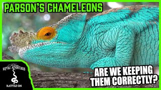 PARSONS CHAMELEONS IN THE WILD are we keeping the correctly [upl. by Asyal]